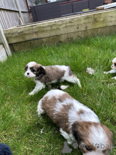 Zdjęcie №1.  - na sprzedaż w Bernkastel-Kues | negocjowane | Zapowiedź №166370