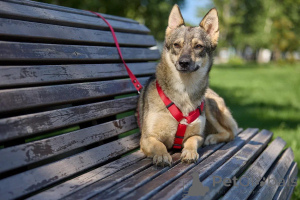 Zdjęcie №2 do zapowiedźy № 154298 na sprzedaż  pies nierasowy - wkupić się Federacja Rosyjska 