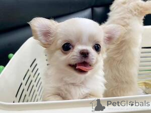 Zdjęcie №1. chihuahua (rasa psów) - na sprzedaż w Athani | negocjowane | Zapowiedź №169267
