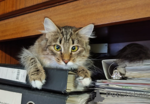 Zdjęcie №3. Delikatna melina. Białoruś