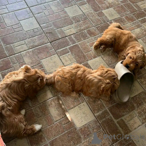 Zdjęcie №3. Miniaturowe szczenięta havany dostępne do remontu. USA