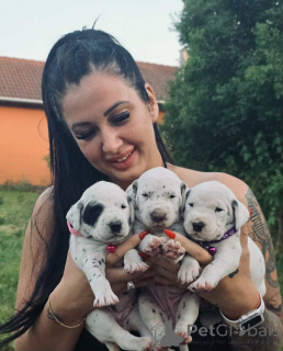 Zdjęcie №2 do zapowiedźy № 145971 na sprzedaż  dalmatyńczyk - wkupić się Węgry hodowca