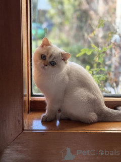 Zdjęcie №4. Sprzedam kot brytyjski krótkowłosy w Toowoomba. hodowca - cena - 3558zł