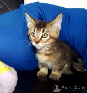 Zdjęcie №1. munchkin - na sprzedaż w Aarbergen | negocjowane | Zapowiedź № 160387