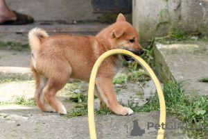 Zdjęcie №3. Shiba Inu szczenięta. Serbia