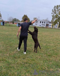 Zdjęcie №2 do zapowiedźy № 83291 na sprzedaż  labrador retriever - wkupić się Serbia hodowca