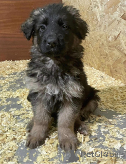 Zdjęcie №2 do zapowiedźy № 35335 na sprzedaż  owczarek niemiecki - wkupić się Polska prywatne ogłoszenie