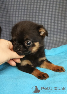 Zdjęcie №1. brabantczyk - na sprzedaż w Rzeka Moskwa | 2578zł | Zapowiedź №165075