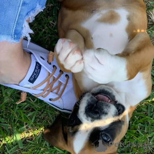 Zdjęcie №3. Entzückende Boxer-Welpen suchen einliebevolles Zuhause!. Niemcy