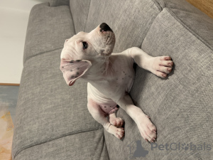 Zdjęcie №2 do zapowiedźy № 72914 na sprzedaż  amerykański staffordshire terier - wkupić się Węgry prywatne ogłoszenie