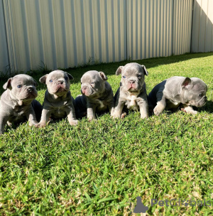 Zdjęcie №2 do zapowiedźy № 154216 na sprzedaż  buldog francuski - wkupić się Francja hodowca