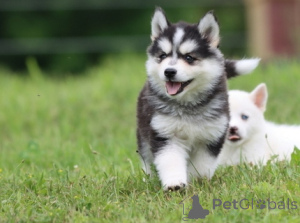 Zdjęcie №1. alaskan klee kai - na sprzedaż w Lipsk | negocjowane | Zapowiedź №175318