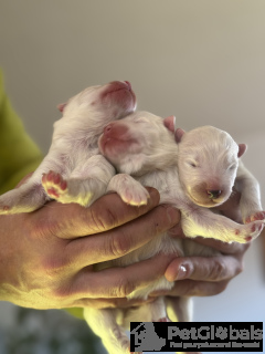 Zdjęcie №4. Sprzedam samojed (rasa psa) w Kraków. hodowca - cena - negocjowane