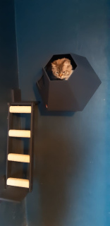 Zdjęcie №4. Ścienny pionowy punkt zaczepienia drabiny dla kotów Tennomon na stronie We w Federacja Rosyjska. Zapowiedź № 5285