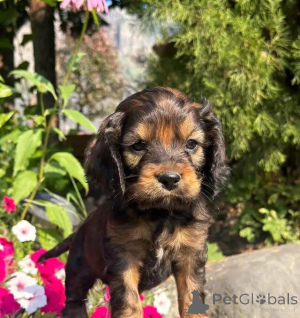Zdjęcie №3. Wunderschöne Cockapoo-Welpen schreiben Sie mir na WhatsApp 44 7453 907158. Niemcy