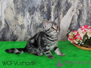 Zdjęcie №3. Kot szkocki, prosty, marmurkowy. Białoruś