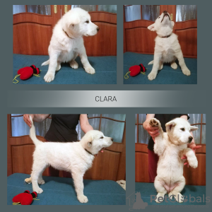 Zdjęcie №4. Sprzedam alaskan malamute w Реда. od żłobka - cena - 2915zł