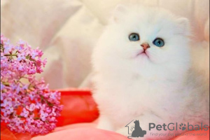 Zdjęcie №3. brytyjski Langhaar. Niemcy