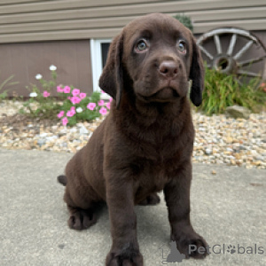 Zdjęcie №2 do zapowiedźy № 173208 na sprzedaż  labrador retriever - wkupić się Niemcy prywatne ogłoszenie