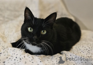 Zdjęcie №1.  - na sprzedaż w Mińsk | Bezpłatny | Zapowiedź № 157452