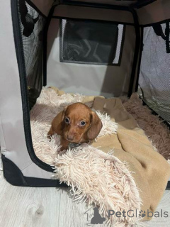 Zdjęcie №4. Sprzedam jamnik w Nowy ogród.  - cena - 957zł