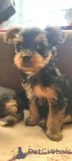 Zdjęcie №4. Sprzedam yorkshire terrier w Wrocław. od żłobka - cena - 2870zł