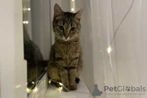 Dodatkowe zdjęcia: Łagodna pręgowana kotka Szprotya szuka domu i kochającej rodziny!