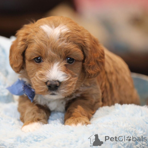 Zdjęcie №1.  - na sprzedaż w Wesel | 3348zł | Zapowiedź №134843