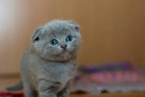 Zdjęcie №4. Sprzedam scottish fold w Wiedeń. prywatne ogłoszenie, hodowca - cena - 2774zł