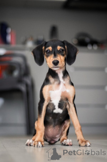 Zdjęcie №2 do zapowiedźy № 156335 na sprzedaż  pies nierasowy - wkupić się Federacja Rosyjska prywatne ogłoszenie