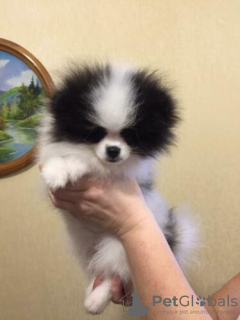 Dodatkowe zdjęcia: Śliczne szczenięta Pomeranian Teacup !!