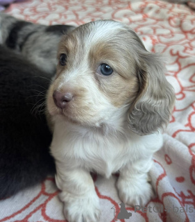 Zdjęcie №4. Sprzedam jamnik w Eindhoven. hodowca - cena - negocjowane