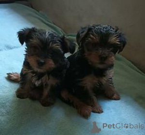 Zdjęcie №1. yorkshire terrier - na sprzedaż w Antwerpia | Bezpłatny | Zapowiedź №165254