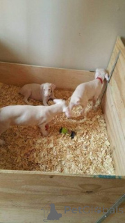 Zdjęcie №4. Sprzedam doberman w Überlingen.  - cena - 1818zł