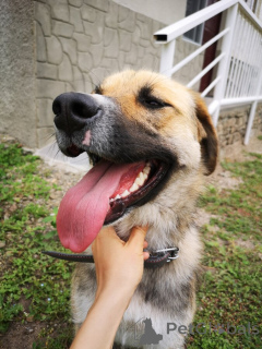 Zdjęcie №4. Sprzedam pies nierasowy w Rzeka Moskwa. prywatne ogłoszenie - cena - Bezpłatny