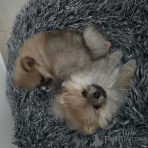 Zdjęcie №2 do zapowiedźy № 138657 na sprzedaż  szpic miniaturowy - wkupić się Niemcy hodowca