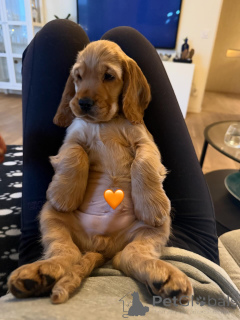 Zdjęcie №2 do zapowiedźy № 163762 na sprzedaż  cocker spaniel angielski - wkupić się Francja prywatne ogłoszenie, hodowca