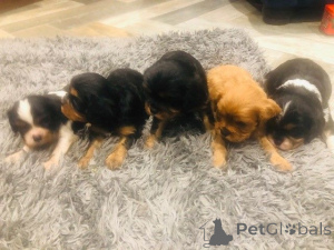 Zdjęcie №1. cavalier king charles spaniel - na sprzedaż w Agios Nikolaos | Bezpłatny | Zapowiedź №171949