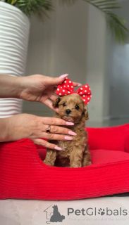 Zdjęcie №4. Sprzedam pudel (zabawka) w Wiedeń. hodowca - cena - negocjowane