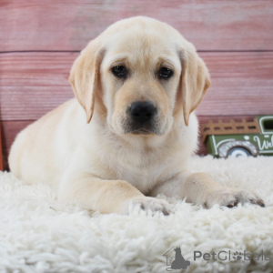 Zdjęcie №1. labrador retriever - na sprzedaż w Berlin | 2870zł | Zapowiedź №175900