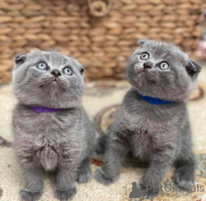 Zdjęcie №1. scottish fold - na sprzedaż w Lissendorf | 1674zł | Zapowiedź № 172293