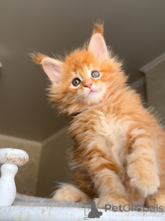 Zdjęcie №3. Poznaj Atlasa odważnego, pięknego i pełnego serca. Prawdziwy mały lew, który. Holandia