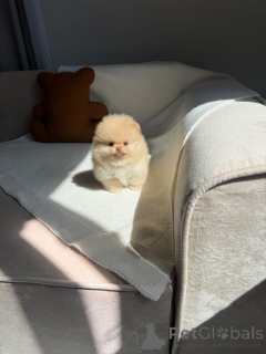 Zdjęcie №3. D'adorables chiots Spitz nains (Poméraniens) cherchent un foyer aimant !. Francja
