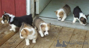 Zdjęcie №1. welsh corgi - na sprzedaż w Stavanger | negocjowane | Zapowiedź №175032