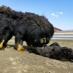 Dodatkowe zdjęcia: Szczenięta mastifa tybetańskiego