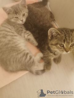 Zdjęcie №2 do zapowiedźy № 133382 na sprzedaż  kot brytyjski krótkowłosy - wkupić się Niemcy prywatne ogłoszenie