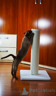 Zdjęcie №4. Drapak dla kota. w Ukraina. Zapowiedź № 54309