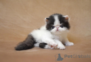 Zdjęcie №3. Wunderschöne, bezaubernde Perserkätzchen. Niemcy