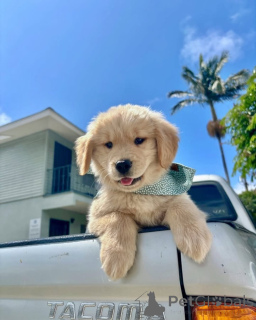 Zdjęcie №4. Sprzedam golden retriever w Ypecolsga. prywatne ogłoszenie - cena - negocjowane