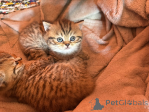 Zdjęcie №3. Brytyjskie koty w ofercie!. Serbia